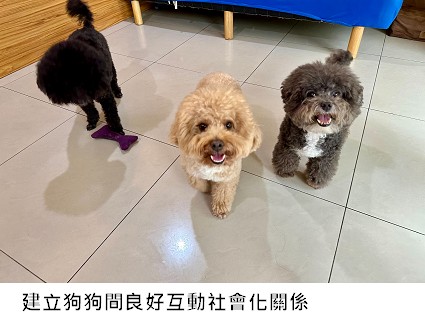 MOMO寵物旅館,寵物住宿,寵物安親,寵物寄宿